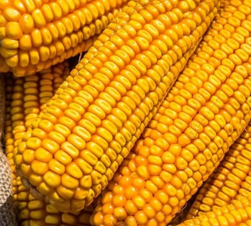 Продаж Насіння Кукурудзи Гран 6 ФАО-300 - фото № 1