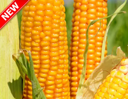 Семена кукурузы Тор (ФАО 280) от Всеукраинского Научного Института Селекции - фото № 1