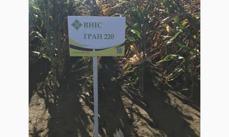 Насіння кукурудзи Гран 220 від ВНІС - фото № 1