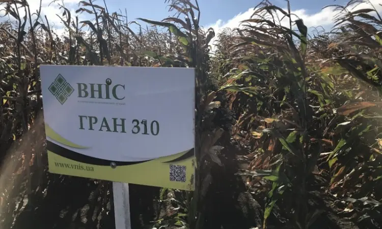 Семена кукурудзи Гран 310 (ФАО 250) напряму від ВНІС - фото № 1