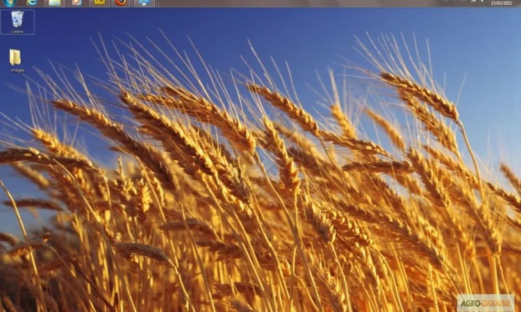 Закупка пшеницы с самовывозом - фото № 1