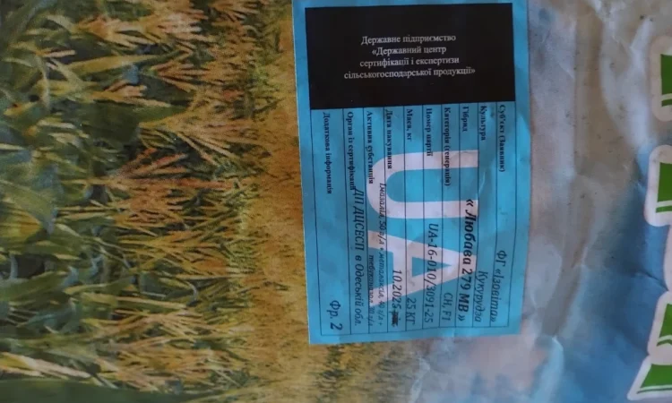 Продажа насіння кукурузи Оржиця - фото № 4