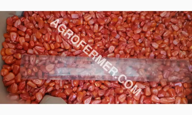 Семена кукурузи CORBIN FS - 899 ФАО 260 - канадський трансгенний гібрид - фото № 1