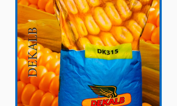 Кукурудза Монсанто на продаж - фото № 1