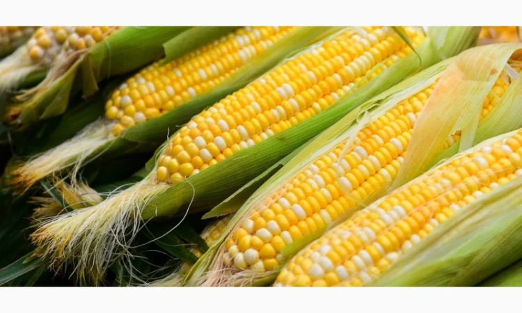 Семена кукурузи ДН Джулія для продажу - фото № 1