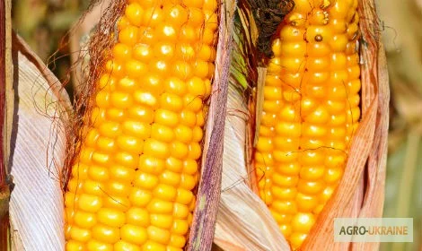 Продажа семян гибридов кукурузы Гран 310 - фото № 1