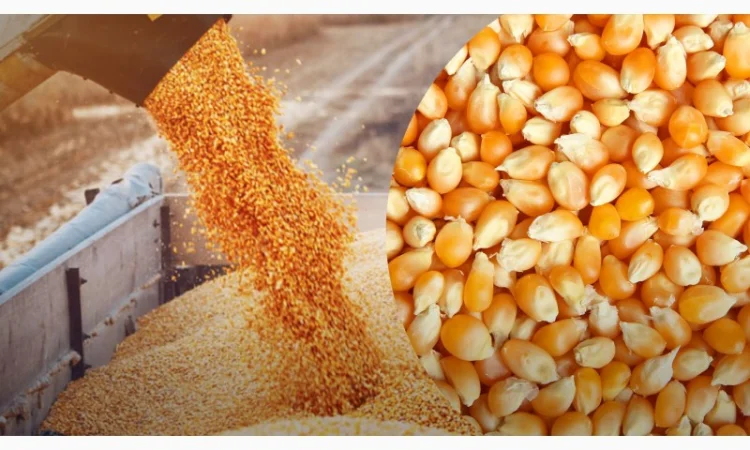 Закупка кукурузы - фото № 2