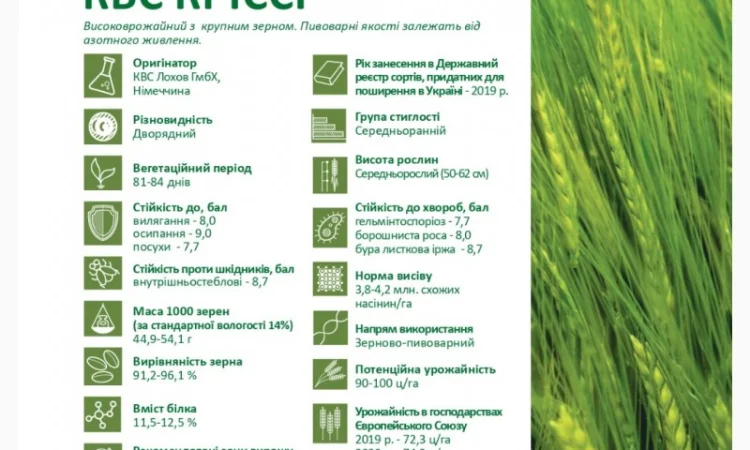 Продажа насіння ярового ячменю КВС Кріссі - фото № 2