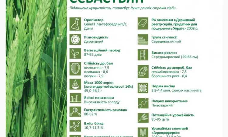 Предлагаем семена ярового ячменя Себастьян (СН-1) - фото № 2