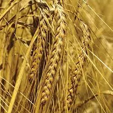 Ячмень КВС Данте - фото № 1