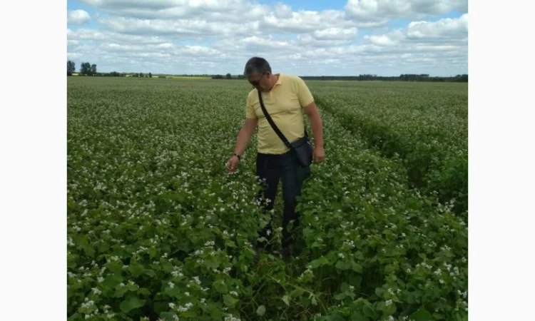 Гречка посівна сорт Дікуль 1 репродукція на продажу - фото № 1