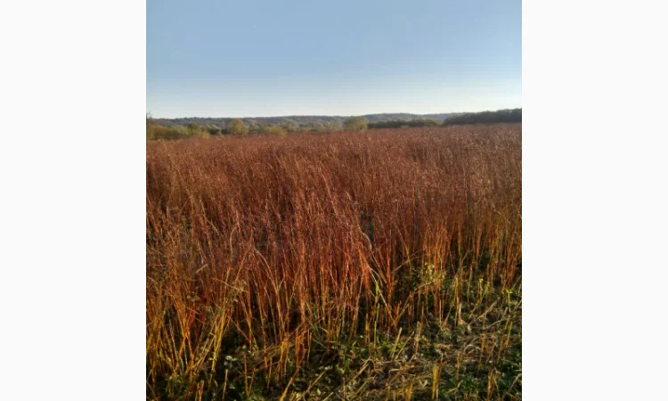 Гречка посівна бджолозапильна в наявності - фото № 1