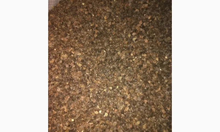 Гречка посівна бджолозапильна в наявності - фото № 2