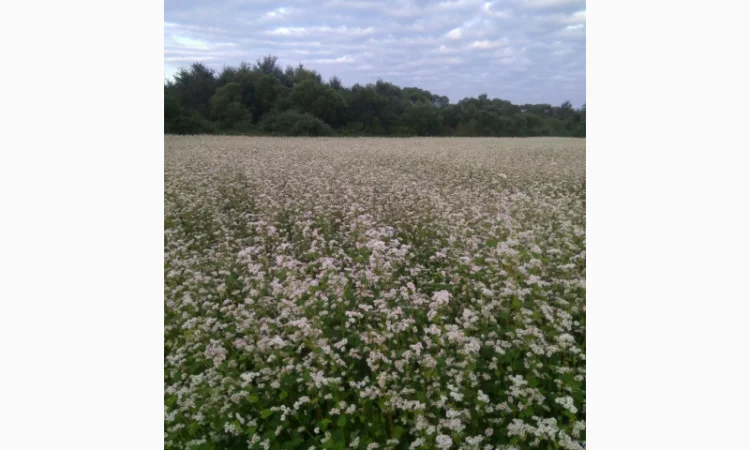 Гречка посівна бджолозапильна в наявності - фото № 3