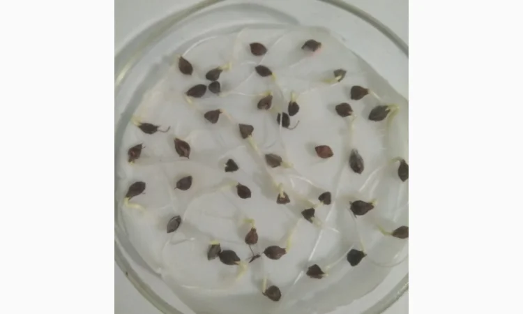 Гречка посівна бджолозапильна в наявності - фото № 5