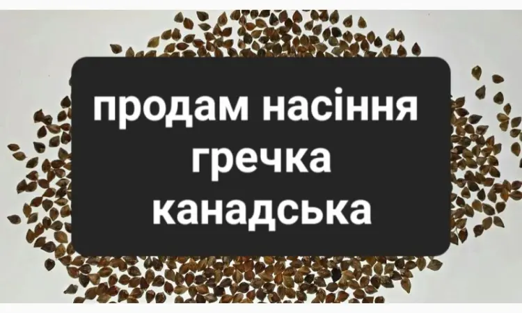 Продам насіння канадської гречки Penny - фото № 1