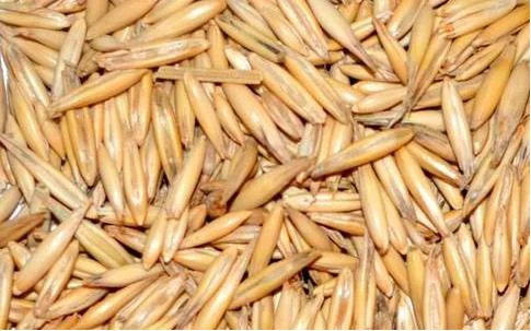 Овес сорт Парламентський еліта на продаж - фото № 1