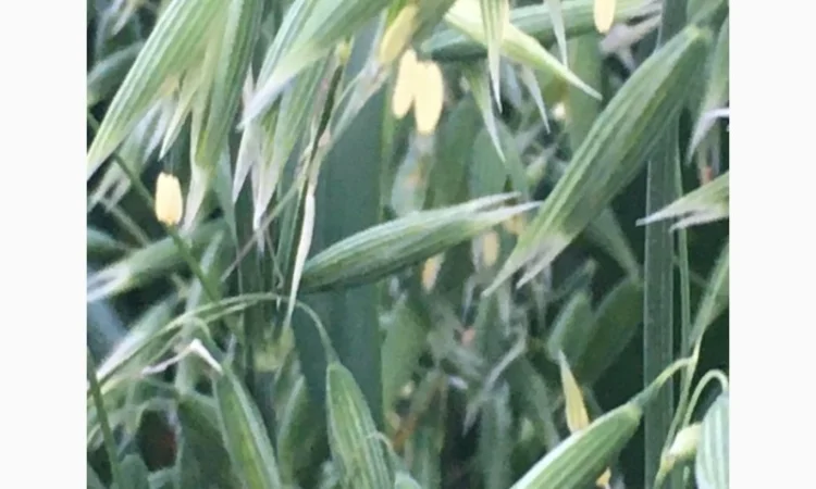 Овес Нептун для посіву - фото № 1