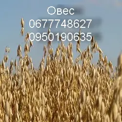 Овес "Бусол" - фото № 1