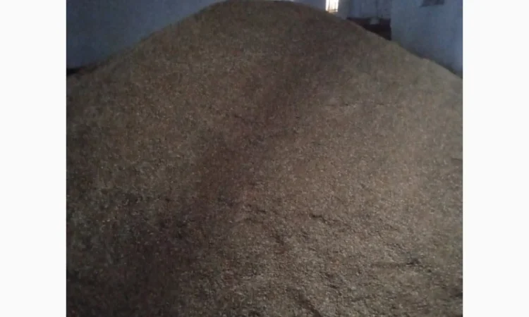 Продаж овса Нептун - фото № 2