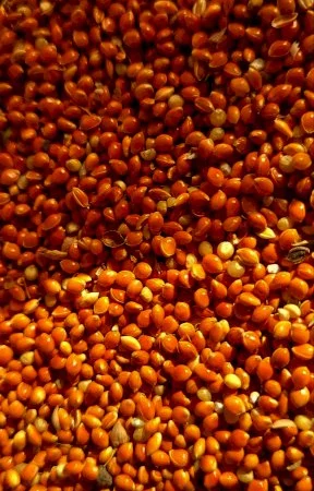 Продаж проса червоного - фото № 3