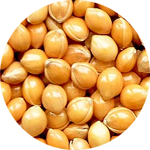 Закупівля проса жовтого і білого на експорт - фото № 1