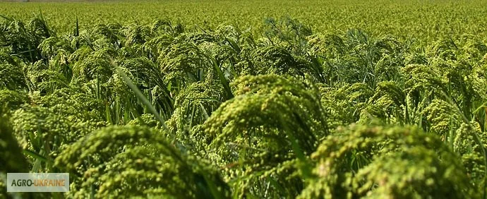 Семена червоного проса "Полтавське Золотисте" - фото № 3