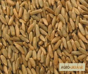 Закуповуємо рожь на самовивіз - фото № 1