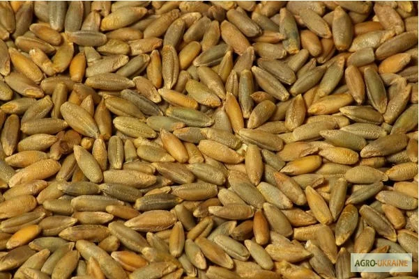 Закупка ржи - фото № 1