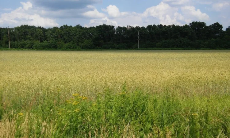 Закупівля жита - фото № 1