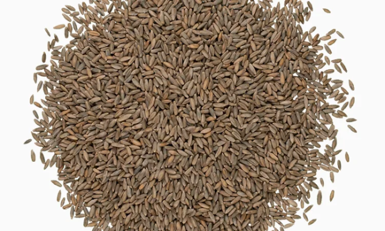 Жито 1 кг для сидерата - фото № 4