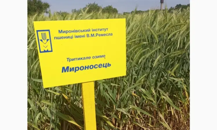 Мироносець тритикале озиме - фото № 1