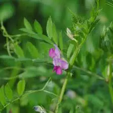 Семена вики яровой ЛИЛА элита 1 репродукция - фото № 1