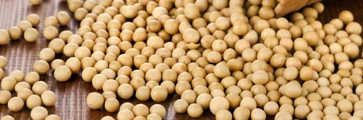 Покупаем сою на экспорт и внутренний рынок от производителя - фото № 1
