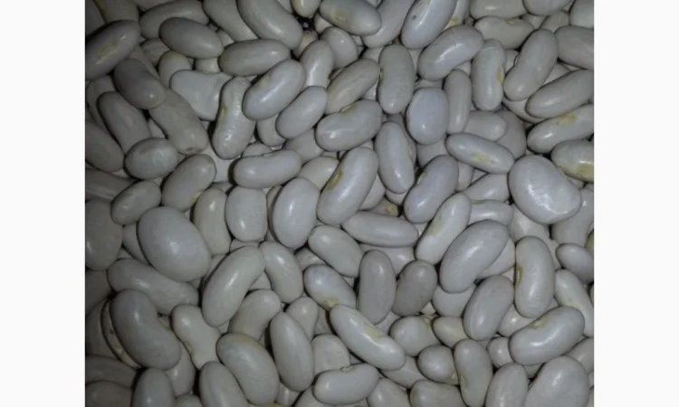 Закуповлюємо квасолю - фото № 1