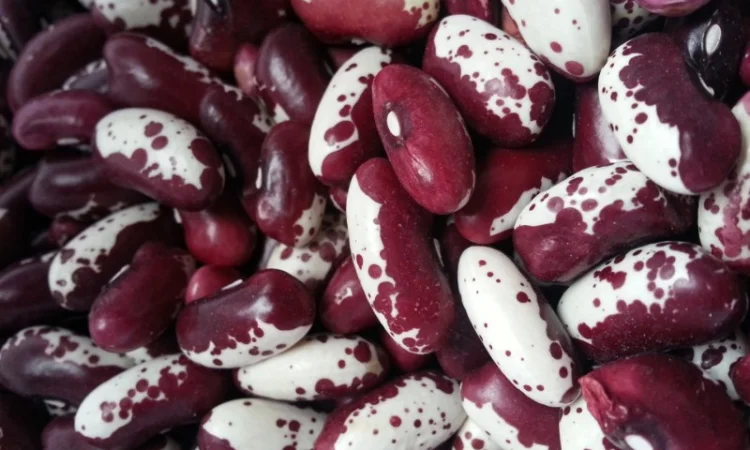 Закуповлюємо квасолю - фото № 2