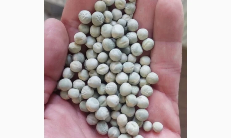 Продается зеленый горох оптом - фото № 1