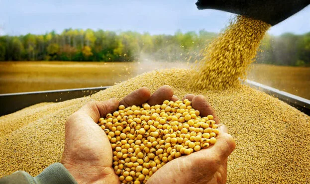 Купую половинки сої - фото № 1