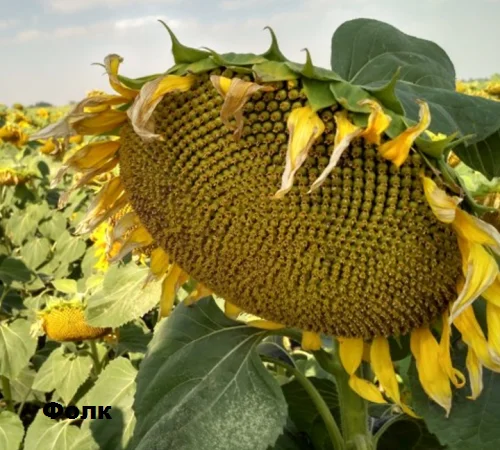 Насіння соняшника Фолк Толерантний До Гранстару - фото № 1