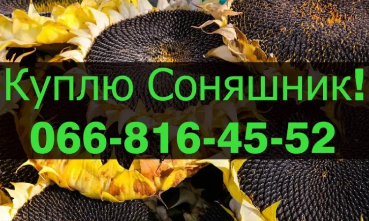 Закупаем подсолнечник по высоким ценам! Оплата на месте! - фото № 1
