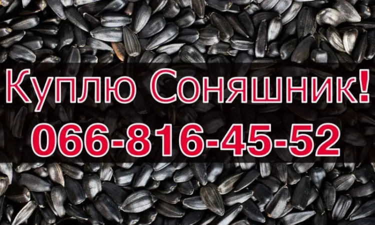 Закупка СОНЯШНИКА в больших объемах без выходных! - фото № 1