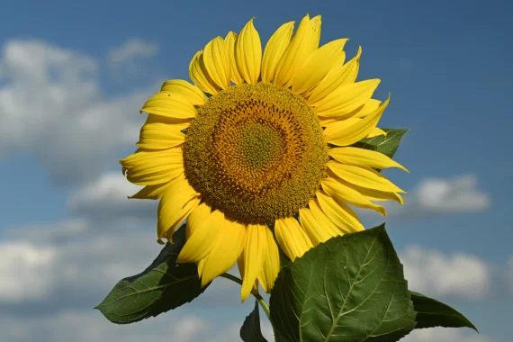 Насіння соняшника ВОЛЛТЕР RAGT – ранньостиглий сорт - фото № 1