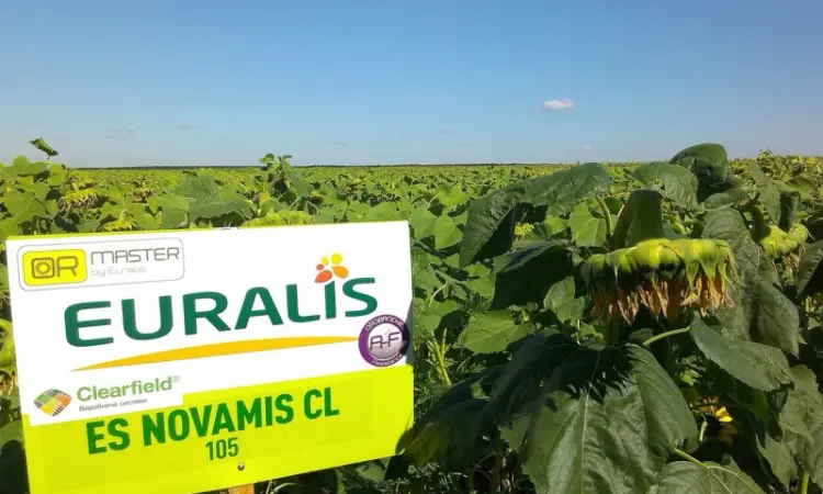 Подсолнечник ЕС Новамис СЛ - Euralis в продаже - фото № 1