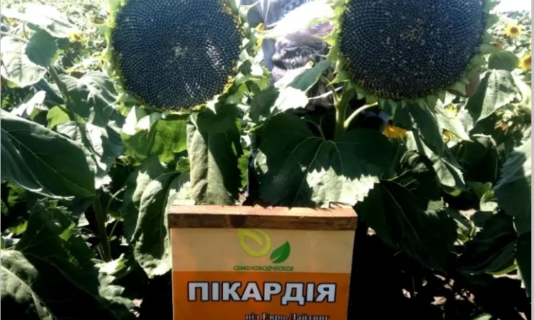 Высокоурожайные семена подсолнечника под гербицид Експресс - фото № 1
