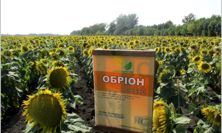 Высокоурожайные семена подсолнечника под гербицид Експресс - фото № 2