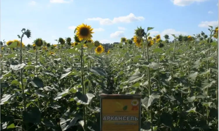 Высокоурожайные семена подсолнечника под гербицид Експресс - фото № 4