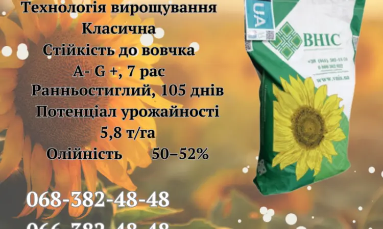 Насіння соняшника ЛАЙМ (екстра) 2023 года - фото № 1