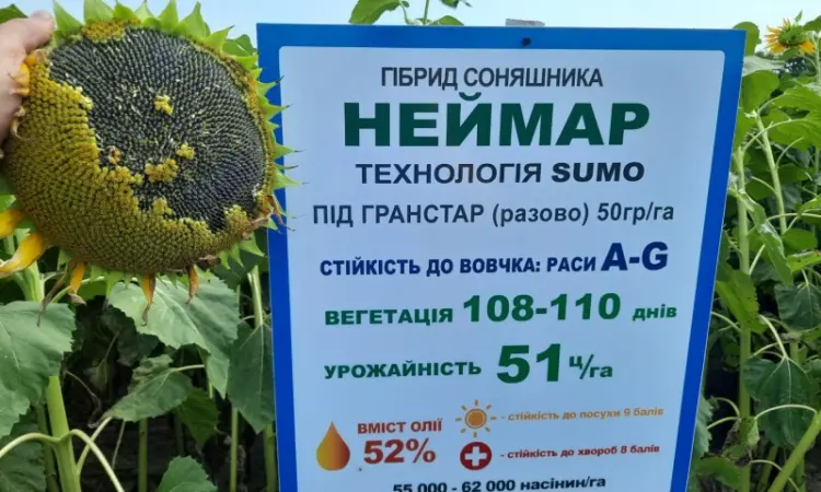 Семена подсолнечника Неймар A-G. Гибрид подсолнечника Неймар 43ц/га - фото № 1