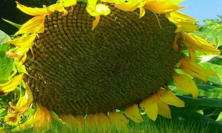 Насіння соняшника НЕЙМАР (A-G+) НОВИЙ толерантний до гранстару - фото № 1