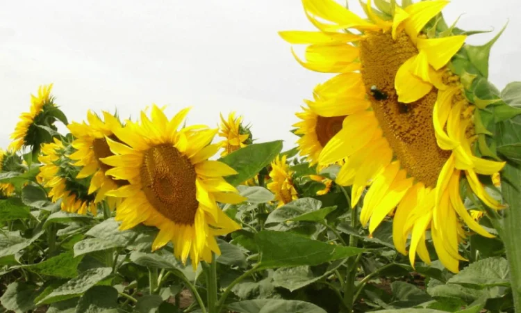 Насіння соняшника НС Х 1752 - фото № 1